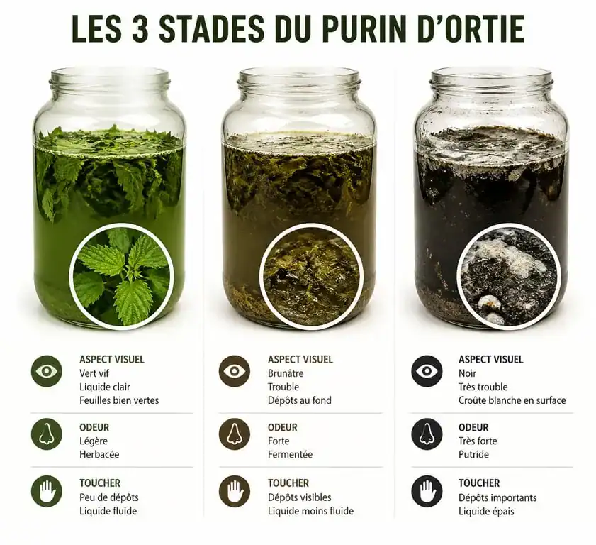 Infographie comparative des états du purin d'ortie : frais, périmé et pourri pour identifier un purin d'ortie périmé.