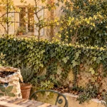 Plantes grimpantes à feuillage persistant : lierre vert sur clôture à l’ombre.